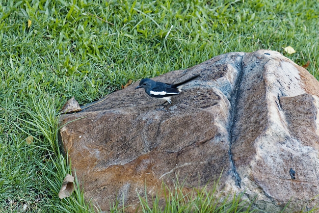 Promenade à Suan Luang avec Potter-051